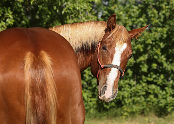 2026 Sorrel Colt-8690