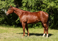 2026 Chestnut Colt-8818