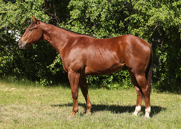 2026 Chestnut Colt-8818