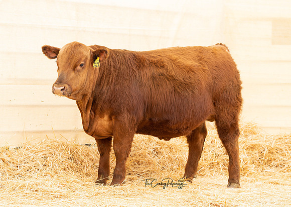 Bull 2063 FQ-