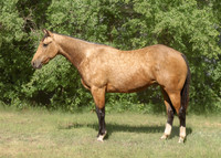 Smith Sale Horses, June 8