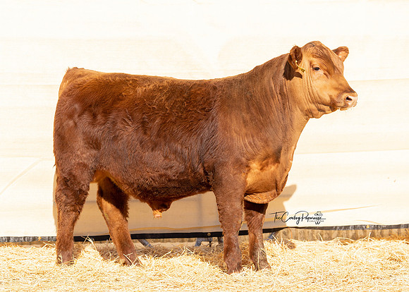 Bull 2233 FQ