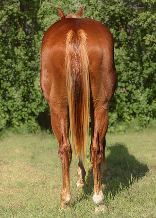 2026 Sorrel Colt-8648-3