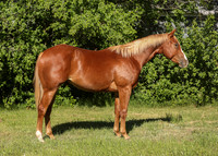 2026 Sorrel Colt-8539-2