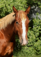 2026 Sorrel Colt-8618-3