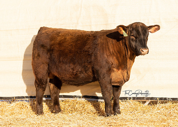 Bull 2167