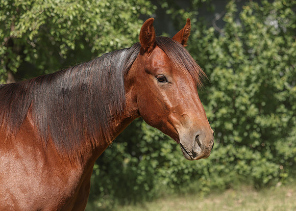 2026 Chestnut Colt-8856-2