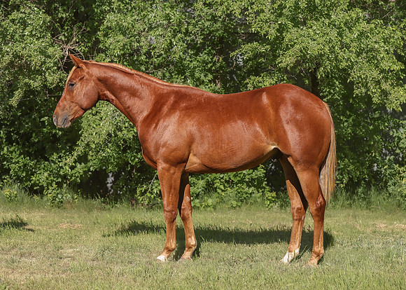 2026 Sorrel Colt-8509-3