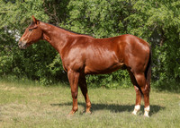 2026 Chestnut Colt-8818-2