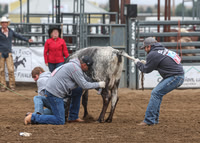 Wild Cow Milking