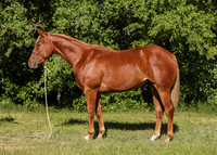2026 Sorrel Colt-8509