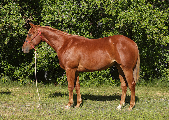 2026 Sorrel Colt-8509