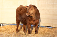 Bull 2035 FQ