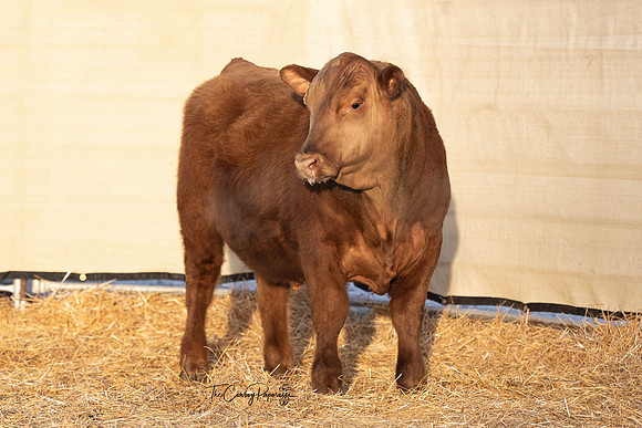 Bull 2035 FQ