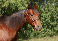 2026 Chestnut Colt-8856-3