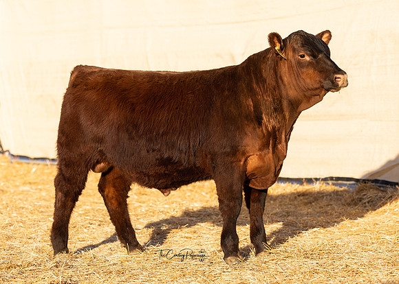 Bull 2108 FQ
