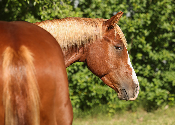 2026 Sorrel Colt-8693-2