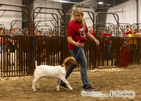 Breeding Goat Show