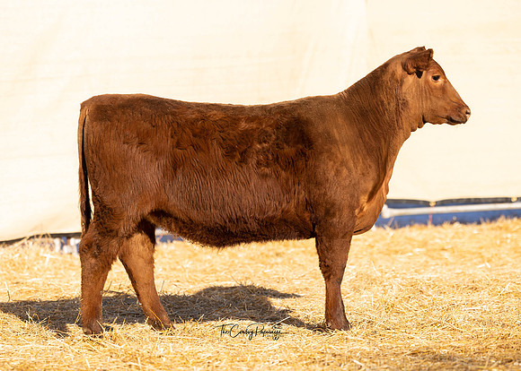 Lot 242, Heifer 2115