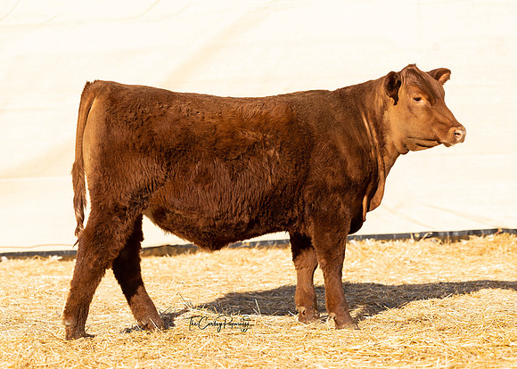Lot 216, Heifer 2313