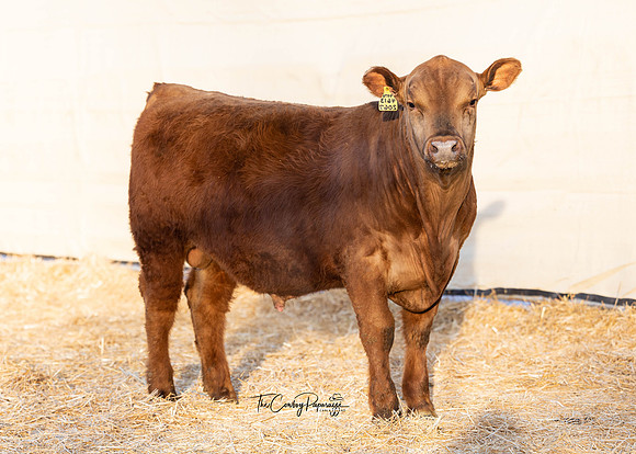 Bull 2067 FQ