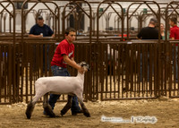 Market Sheep Show