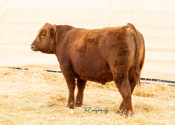 Bull 2063 RQ-