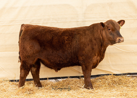 Bull 2160