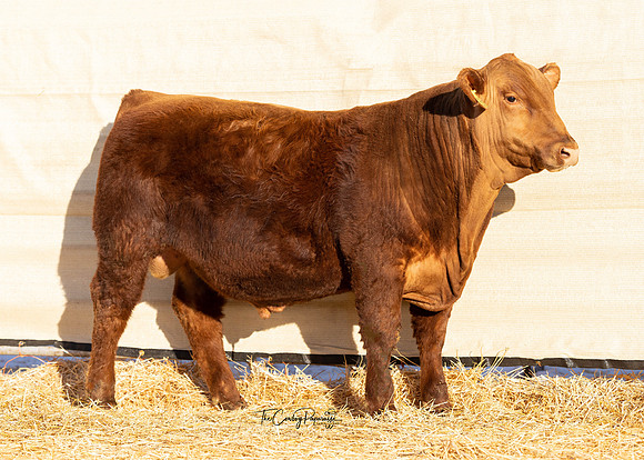 Bull 2235 FQ