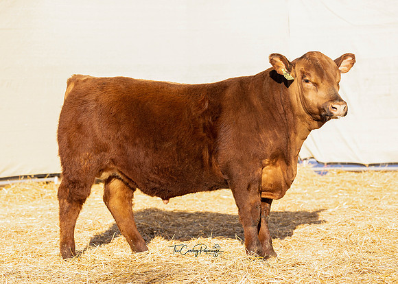 Bull 2119