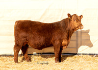 Bull 2048