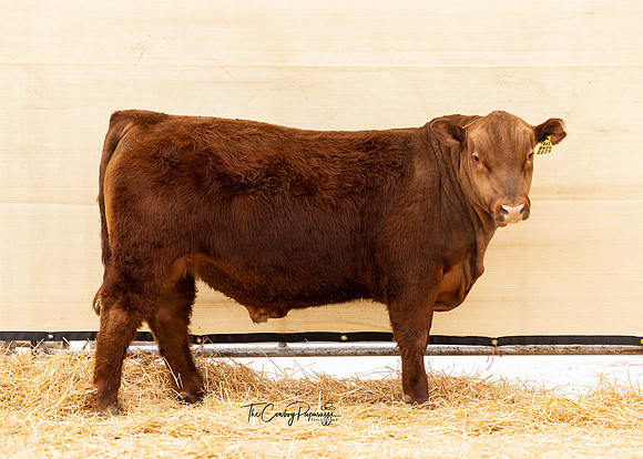 Bull 2229