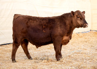 Bull 2044