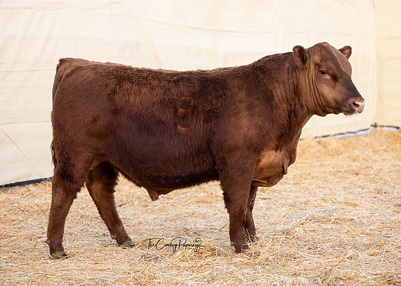 Bull 2044