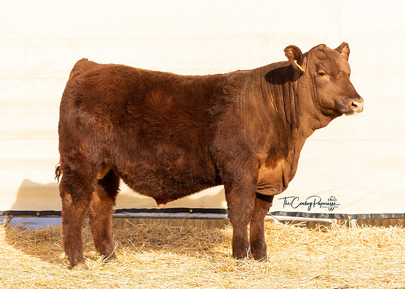 Bull 2308