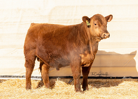 Bull 2164 FQ