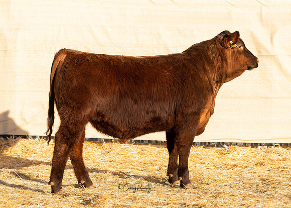 Bull 2108 RQ