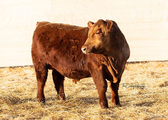 Bull 2140 FQ