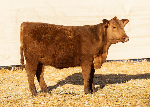Lot 224, Heifer 2200