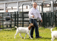 2023 Roosevelt County Fair Goat Show-3