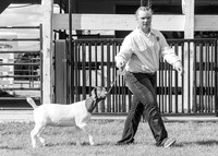 2023 Roosevelt County Fair Goat Show-6
