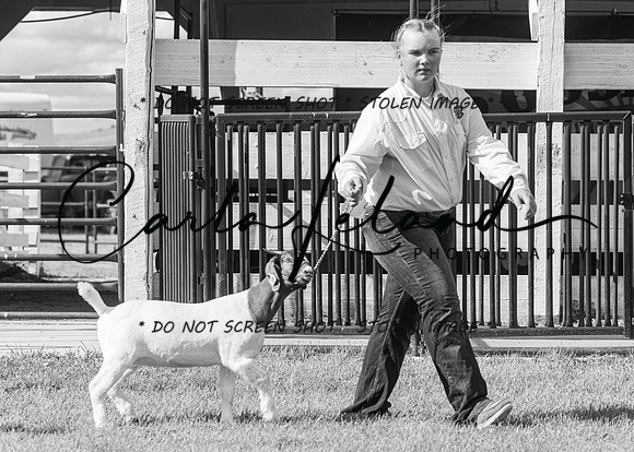 2023 Roosevelt County Fair Goat Show-6