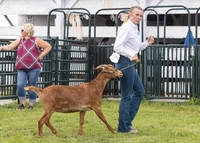 2023 Roosevelt County Fair Goat Show-14
