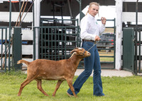 2023 Roosevelt County Fair Goat Show-15