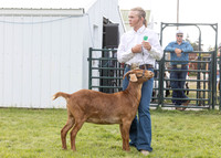 2023 Roosevelt County Fair Goat Show-16