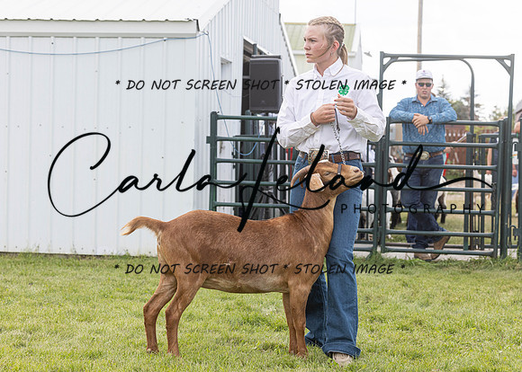 2023 Roosevelt County Fair Goat Show-16