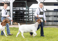 2023 Roosevelt County Fair Goat Show-20