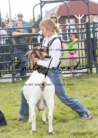 2023 Roosevelt County Fair Goat Show-26