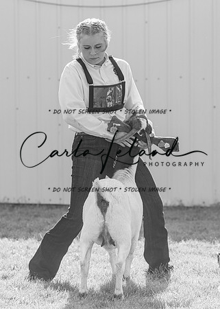 2023 Roosevelt County Fair Goat Show-36