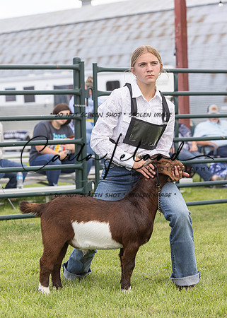 2023 Roosevelt County Fair Goat Show-66